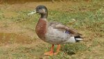 duckego.jpg