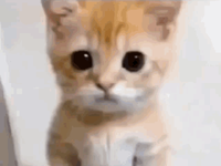 Elgato.png