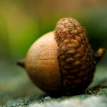 acorn.jpg