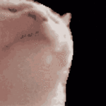 tenor.gif