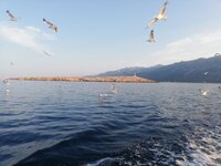IMG_20210724_063739.jpg