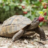 Tiny Tortoise