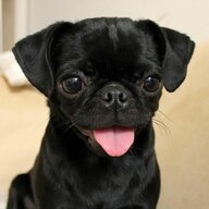 DerpyPug