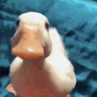 A Fluffy Duck