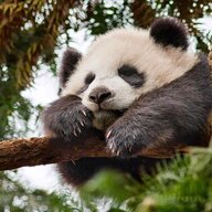 Panda99