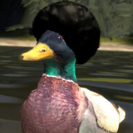 AfroQuack