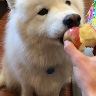 yellowdog