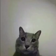 ncq