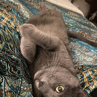 BagleBagel