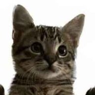 coalcat