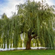 Willow76