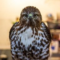 Kestrel_Man