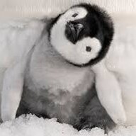 PenguinSlacker