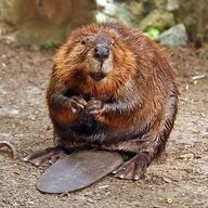 beaverthug
