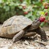 Tiny Tortoise