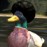 AfroQuack