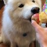 yellowdog