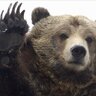 TheMadGrizzly