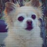 TinyGreenDino