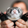@Ferret