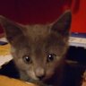 GracieTheCat