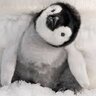 PenguinSlacker