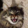 MochaBean
