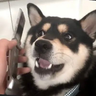 Just Apollo