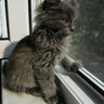 Lazy_Mango