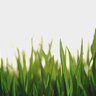 Grassy
