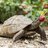 Tiny Tortoise
