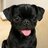 DerpyPug