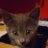 GracieTheCat