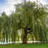 Willow76