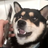 Just Apollo